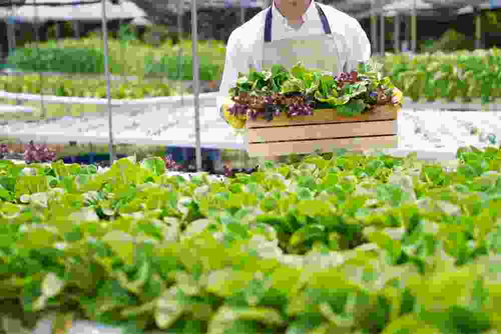 Công ty cổ phần tập đoàn G.ORGANIC