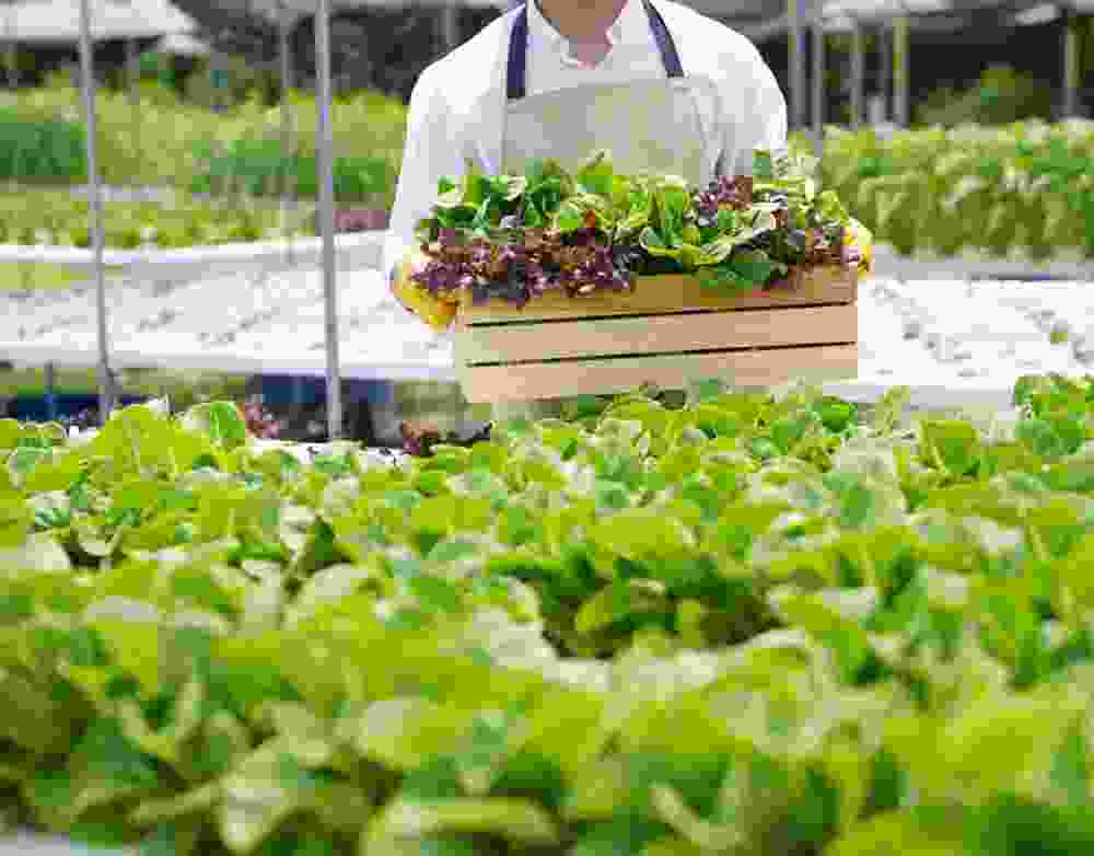 Công ty cổ phần tập đoàn G.ORGANIC