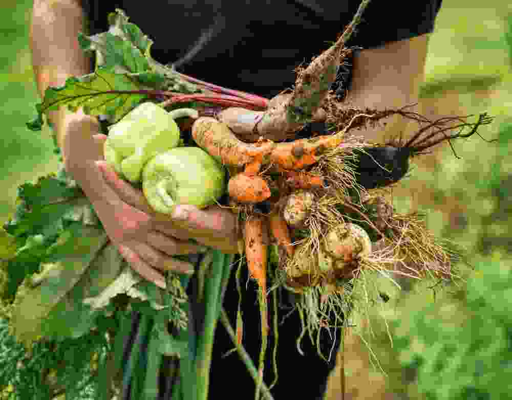 Công ty cổ phần tập đoàn G.ORGANIC
